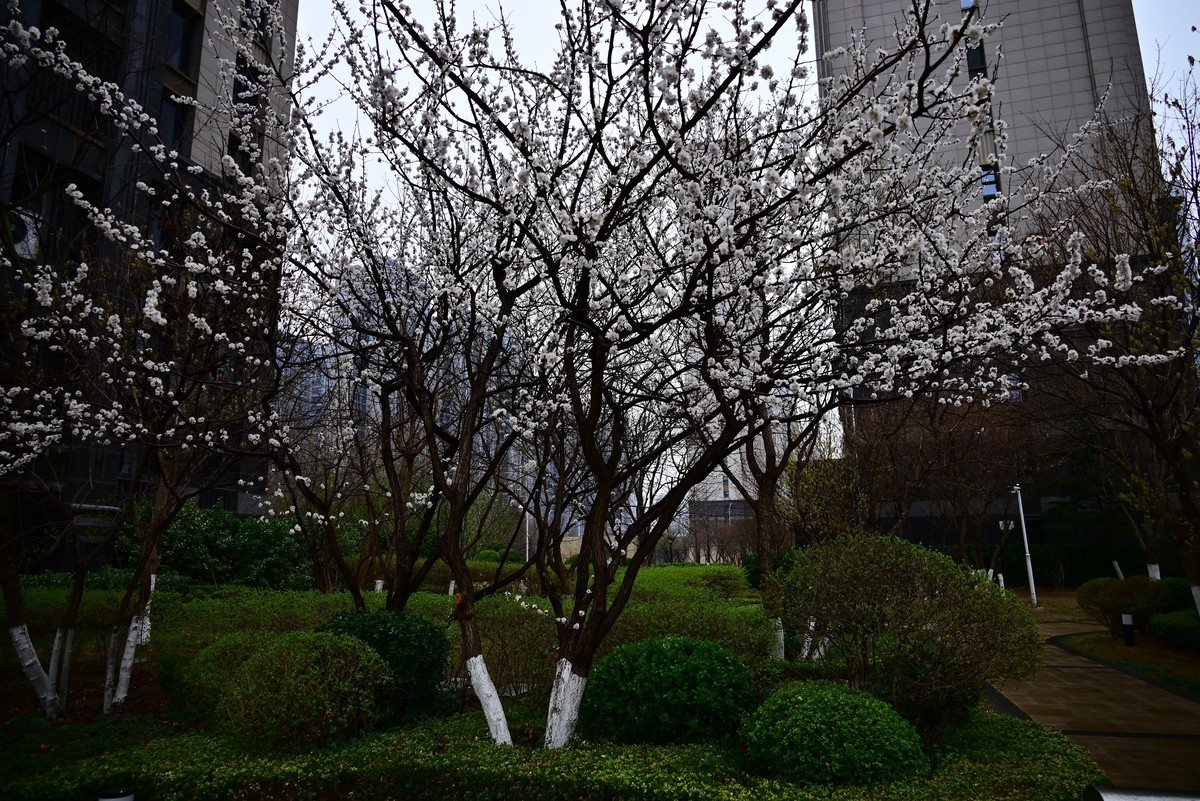 人间四月芳菲尽，小区桃花始盛开