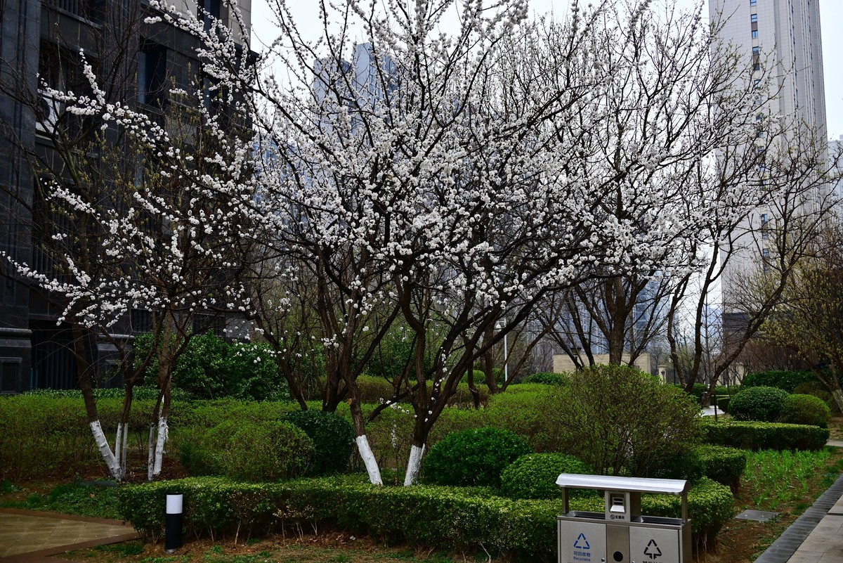 人间四月芳菲尽，小区桃花始盛开