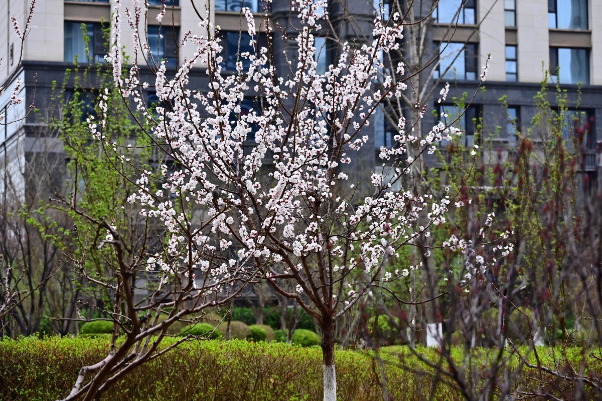 人间四月芳菲尽，小区桃花始盛开