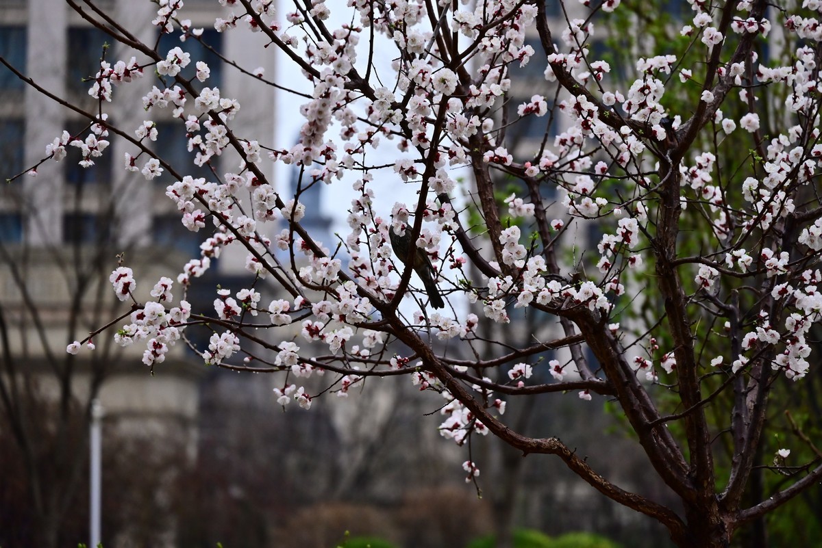 人间四月芳菲尽，小区桃花始盛开