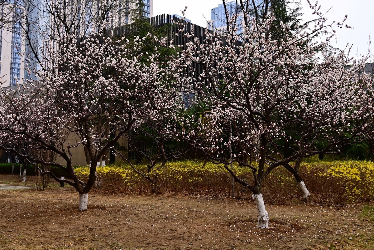 人间四月芳菲尽，小区桃花始盛开