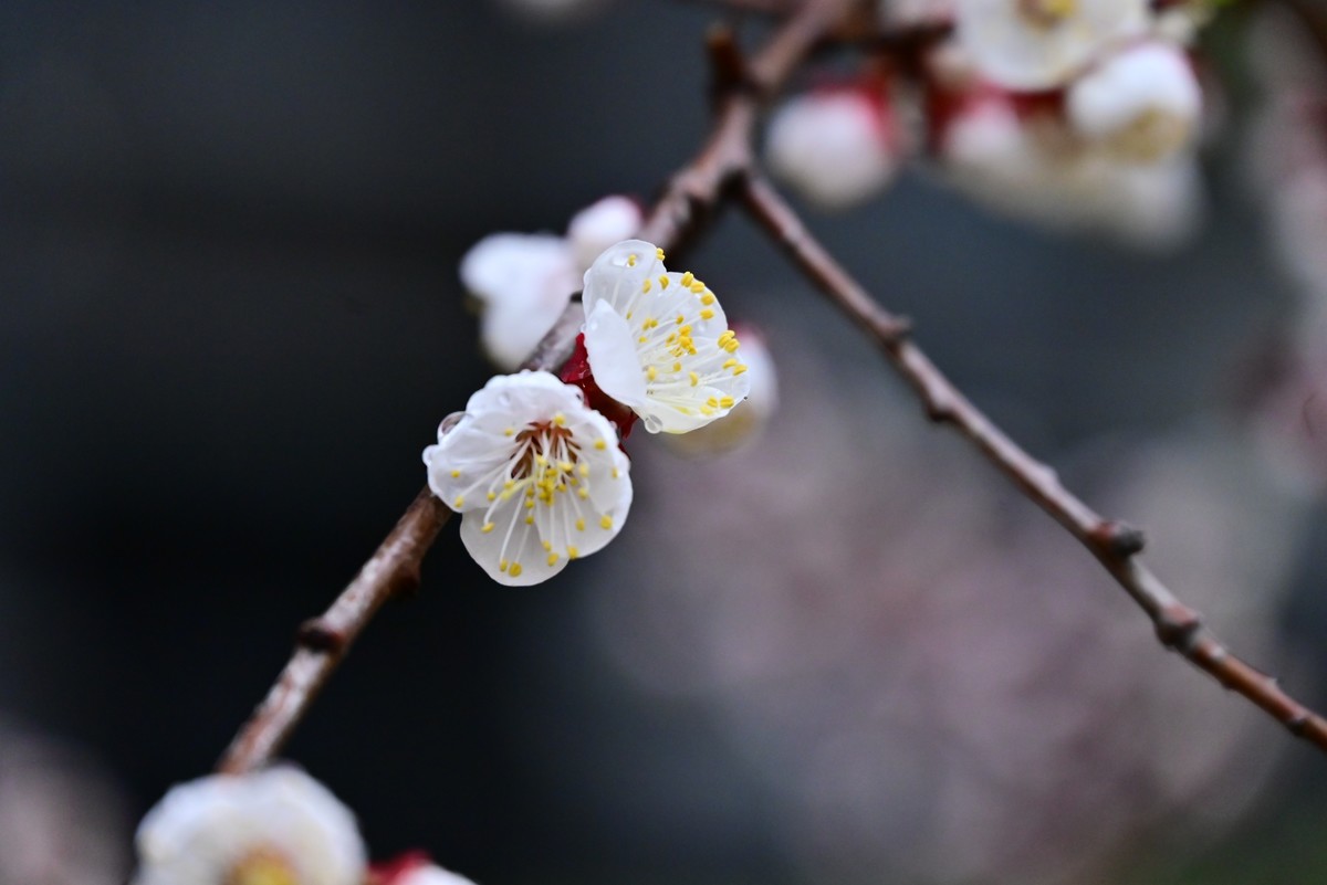 人间四月芳菲尽，小区桃花始盛开