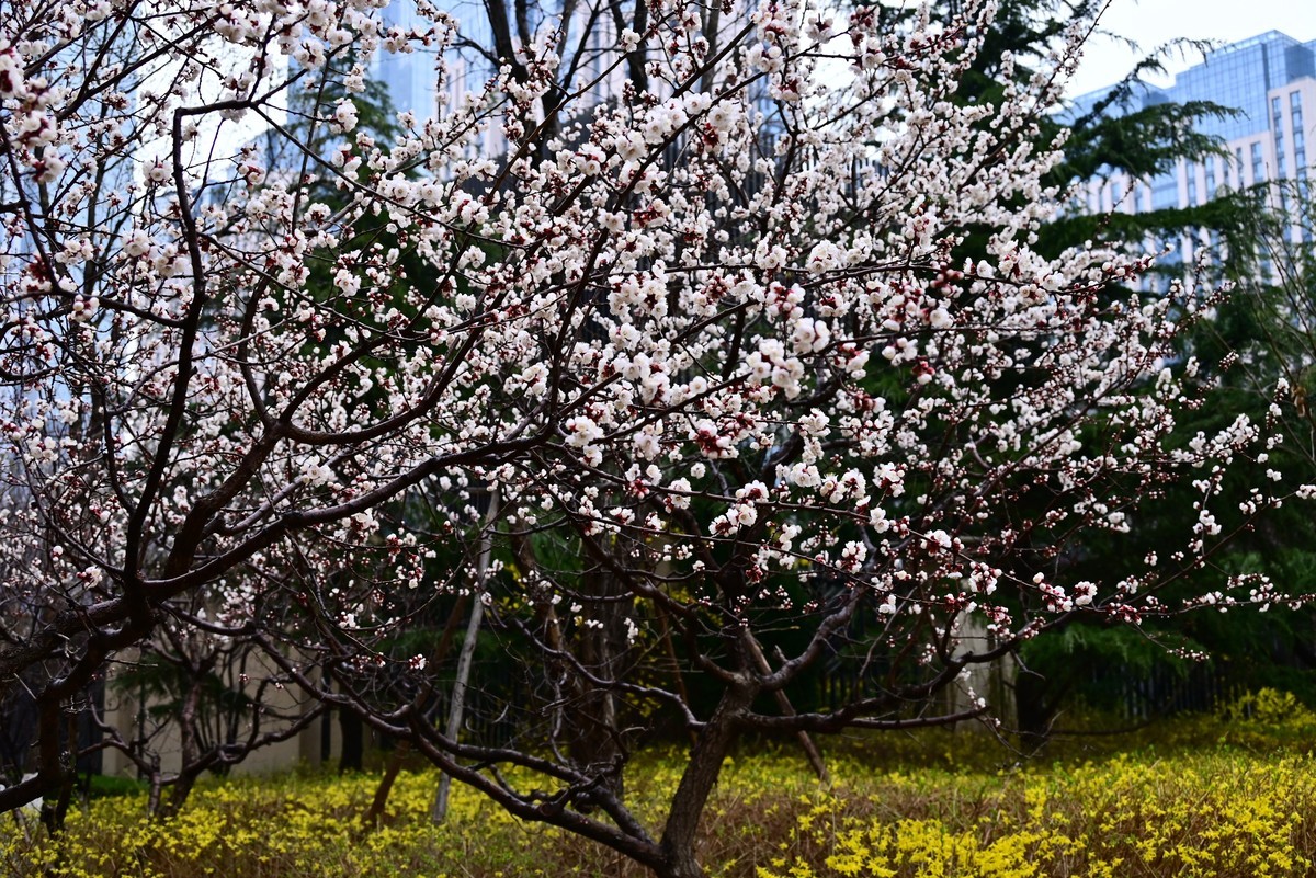 人间四月芳菲尽，小区桃花始盛开