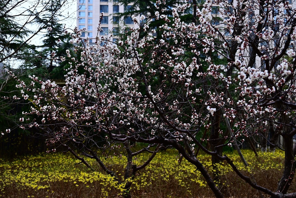人间四月芳菲尽，小区桃花始盛开