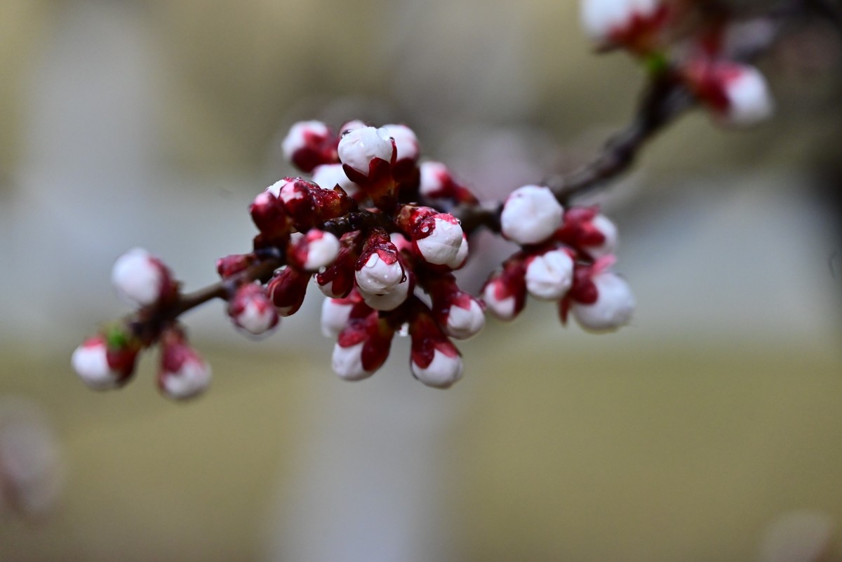 人间四月芳菲尽，小区桃花始盛开
