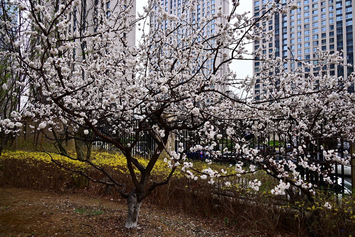 人间四月芳菲尽，小区桃花始盛开
