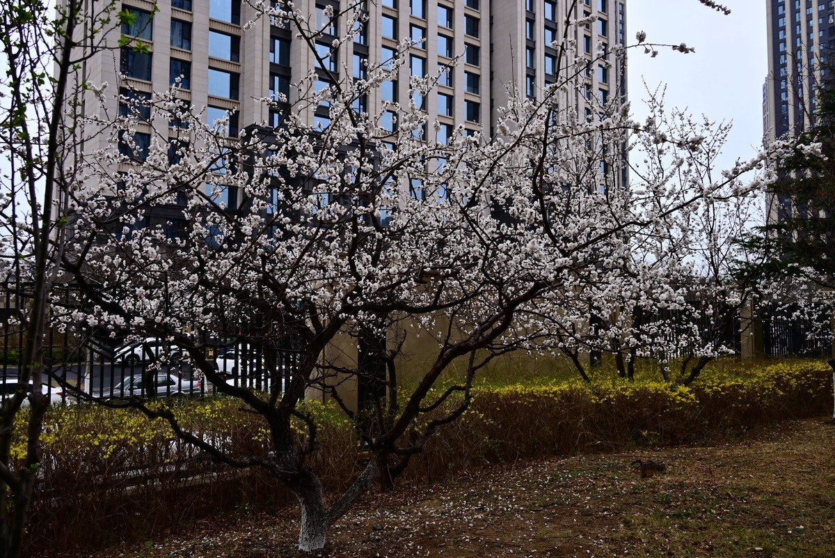 人间四月芳菲尽，小区桃花始盛开