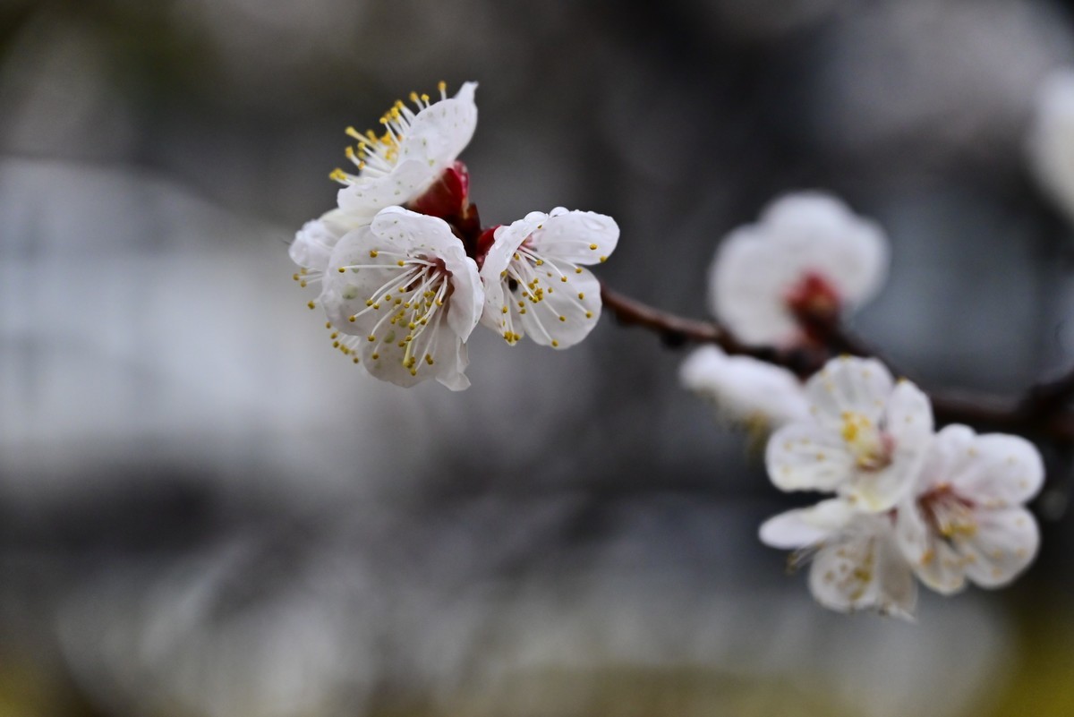 人间四月芳菲尽，小区桃花始盛开