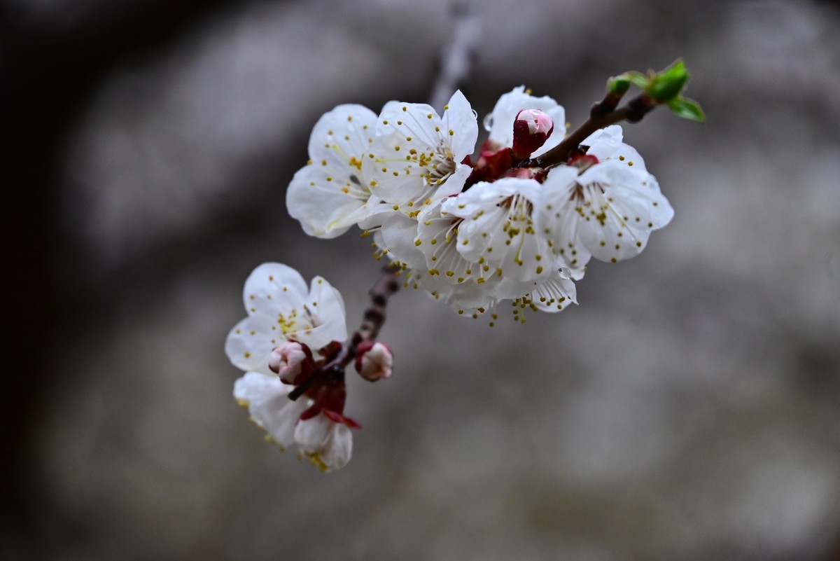 人间四月芳菲尽，小区桃花始盛开