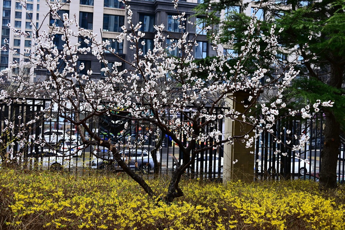 人间四月芳菲尽，小区桃花始盛开