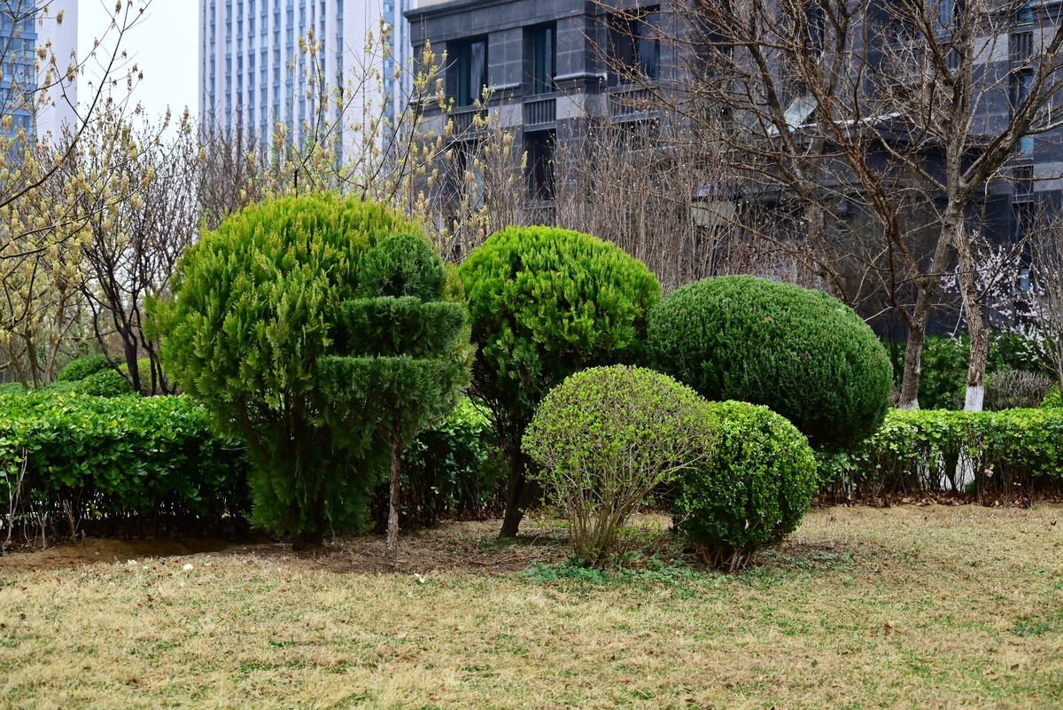 人间四月芳菲尽，小区桃花始盛开