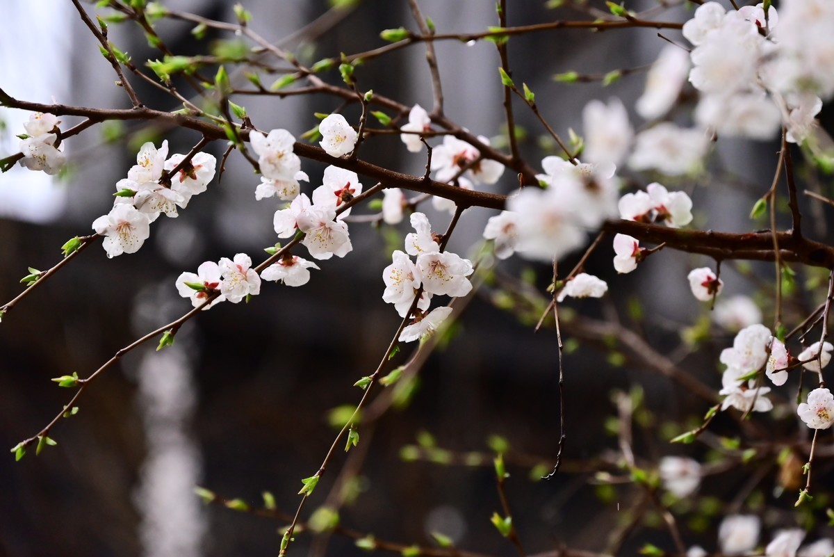 人间四月芳菲尽，小区桃花始盛开