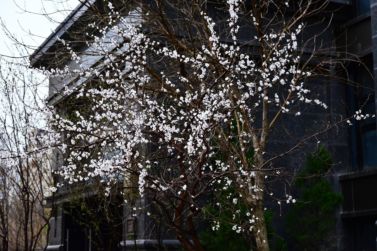 人间四月芳菲尽，小区桃花始盛开