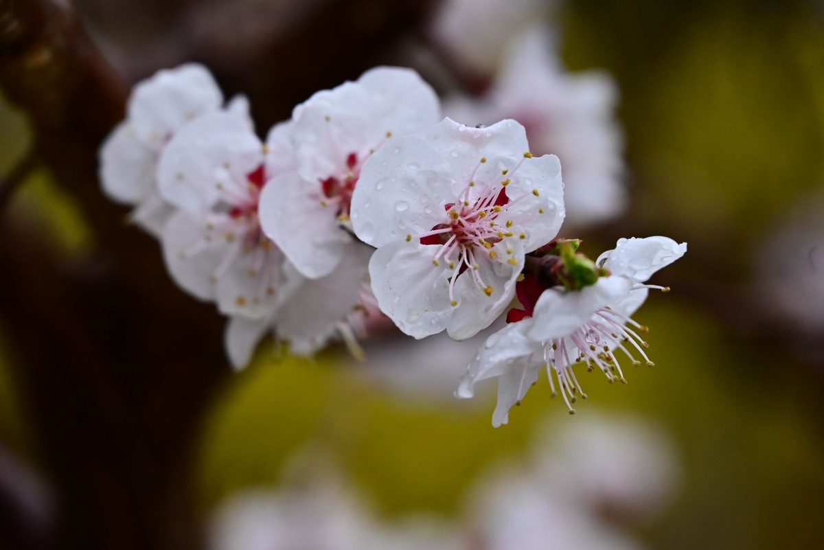 人间四月芳菲尽，小区桃花始盛开