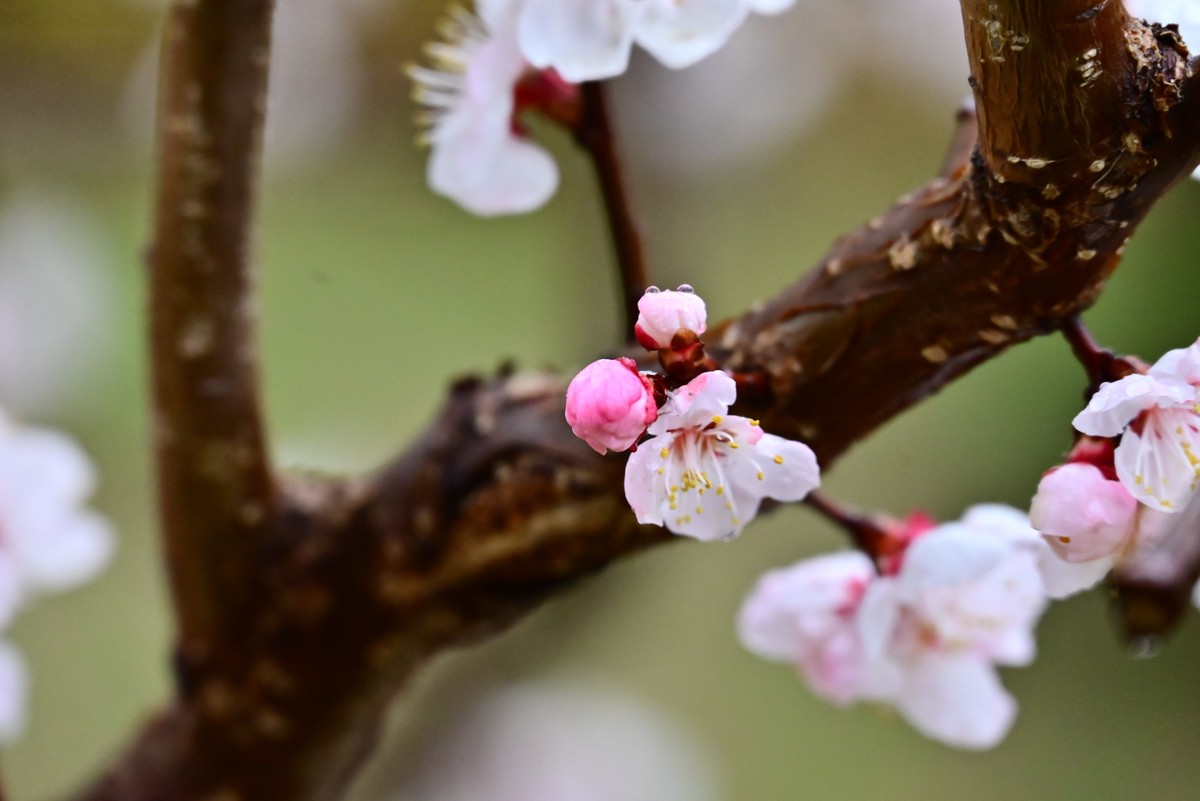 人间四月芳菲尽，小区桃花始盛开