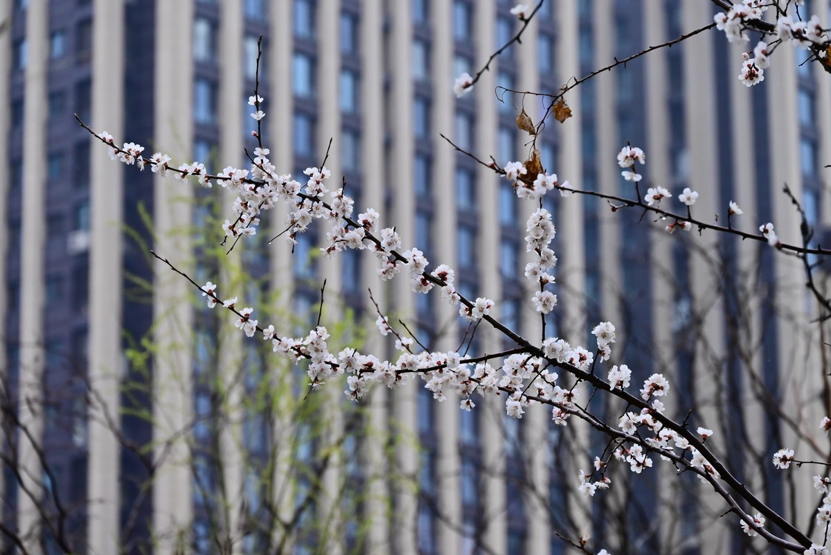 人间四月芳菲尽，小区桃花始盛开