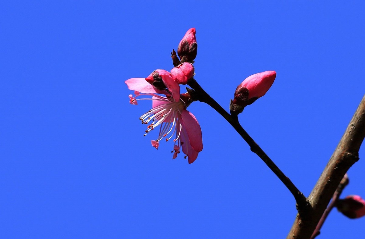 桃花(10)