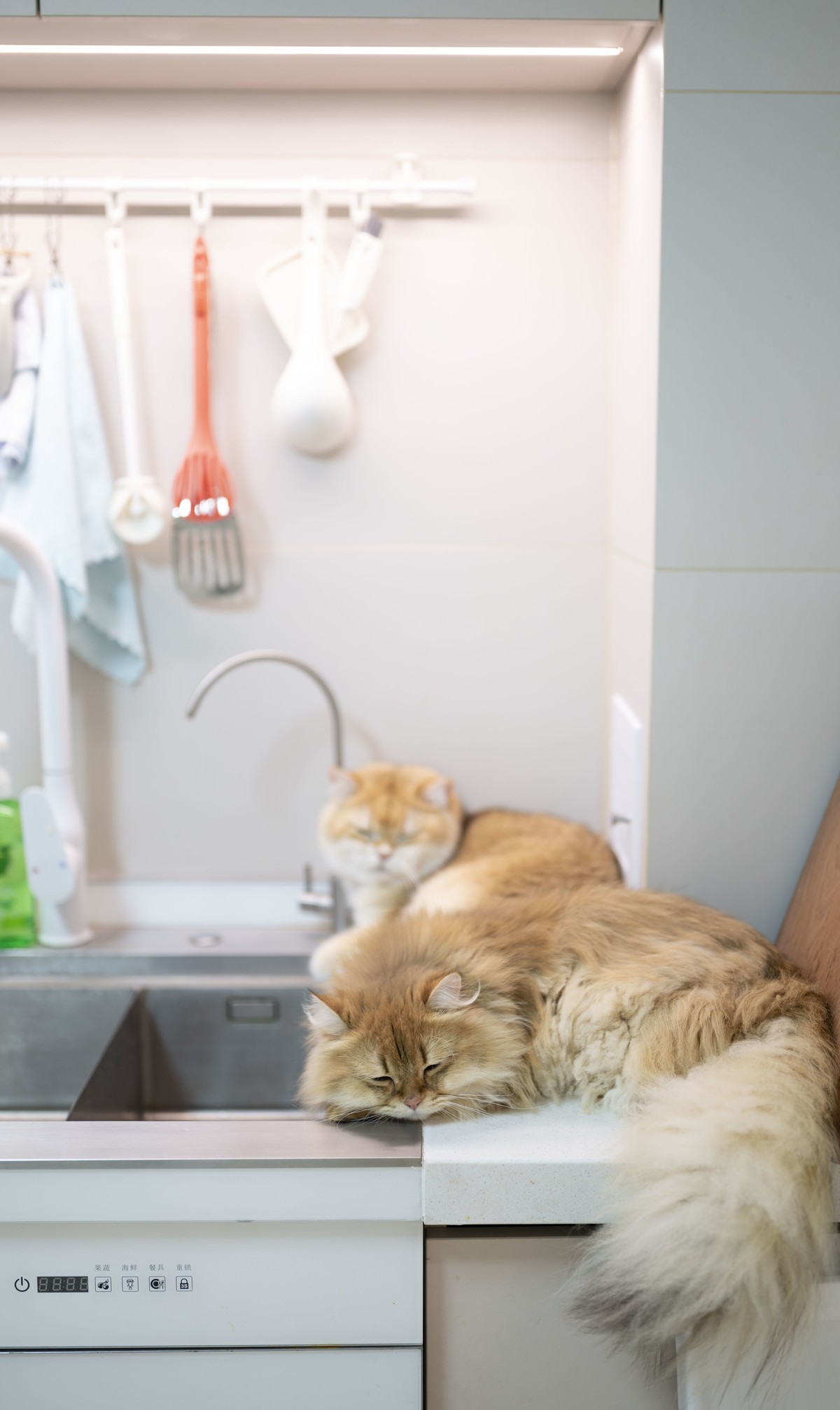 家里的小可爱（伍拾伍）