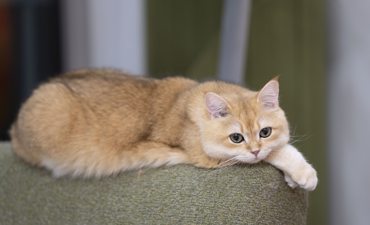 家里的小可爱（伍拾伍）