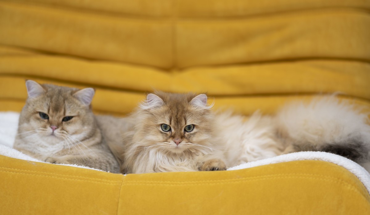 家里的小可爱（伍拾伍）