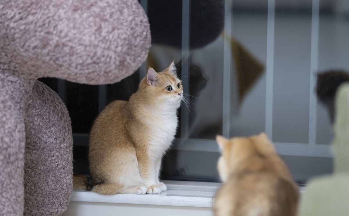 家里的小可爱（伍拾伍）