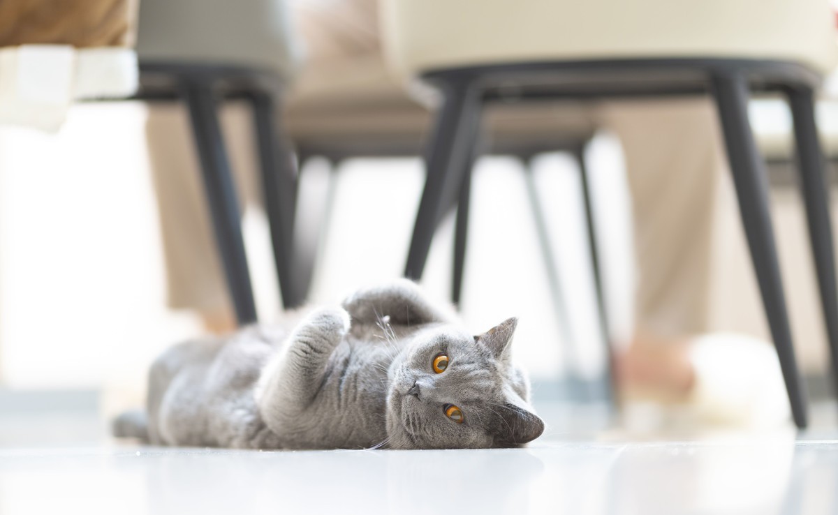 家里的小可爱（伍拾伍）