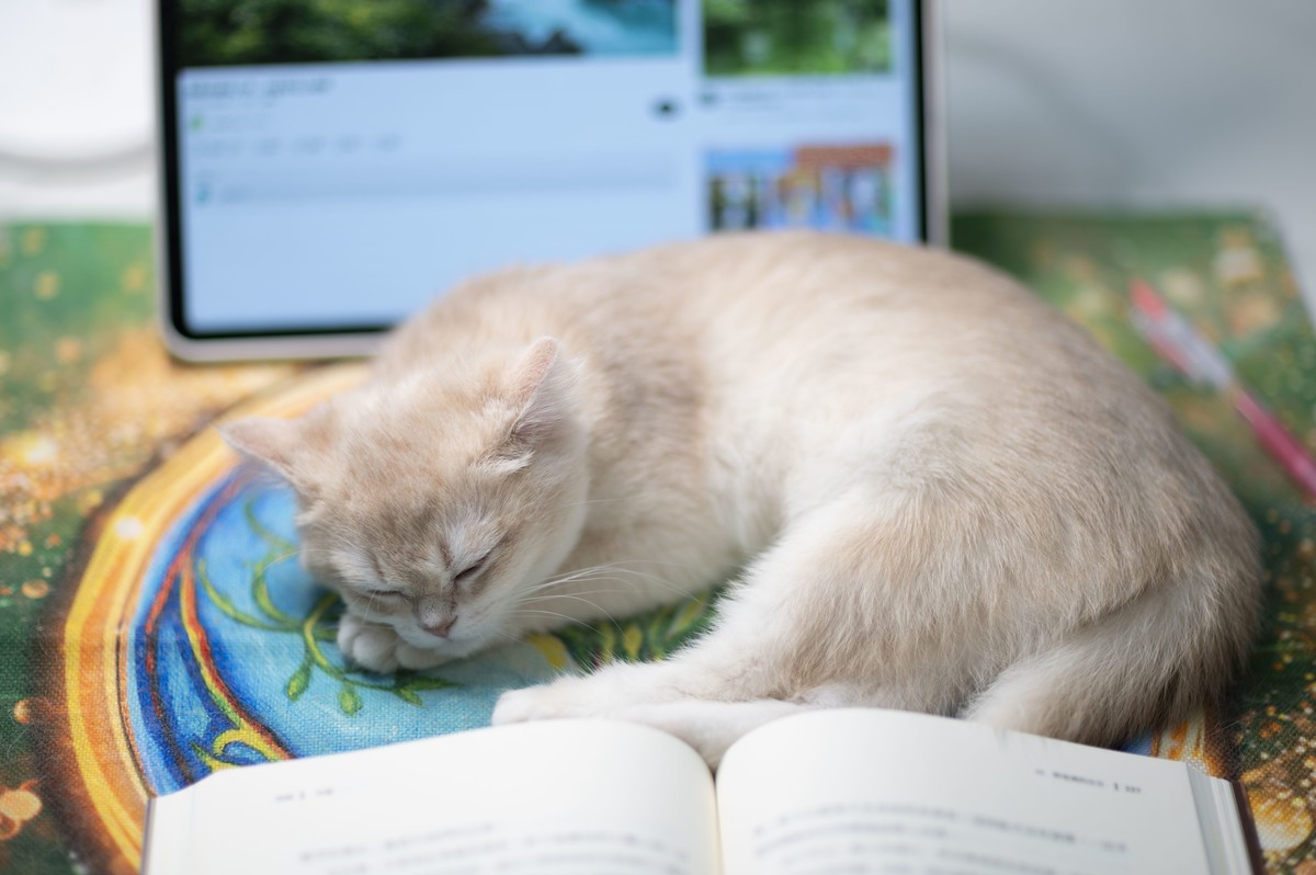 家里的小可爱（伍拾伍）