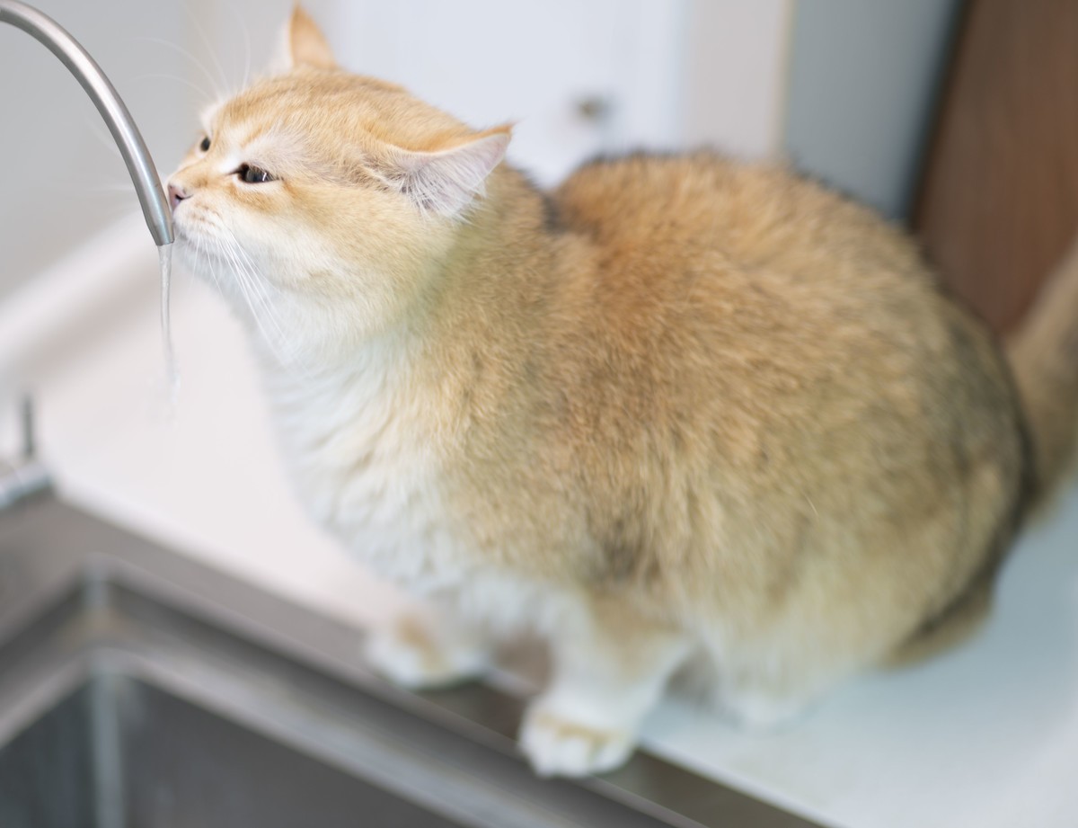 家里的小可爱（伍拾伍）