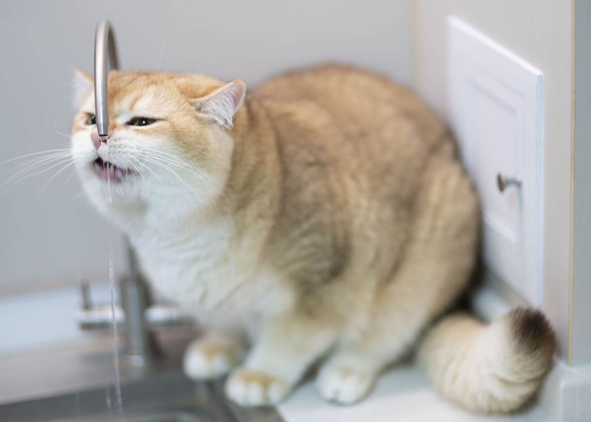 家里的小可爱（伍拾伍）