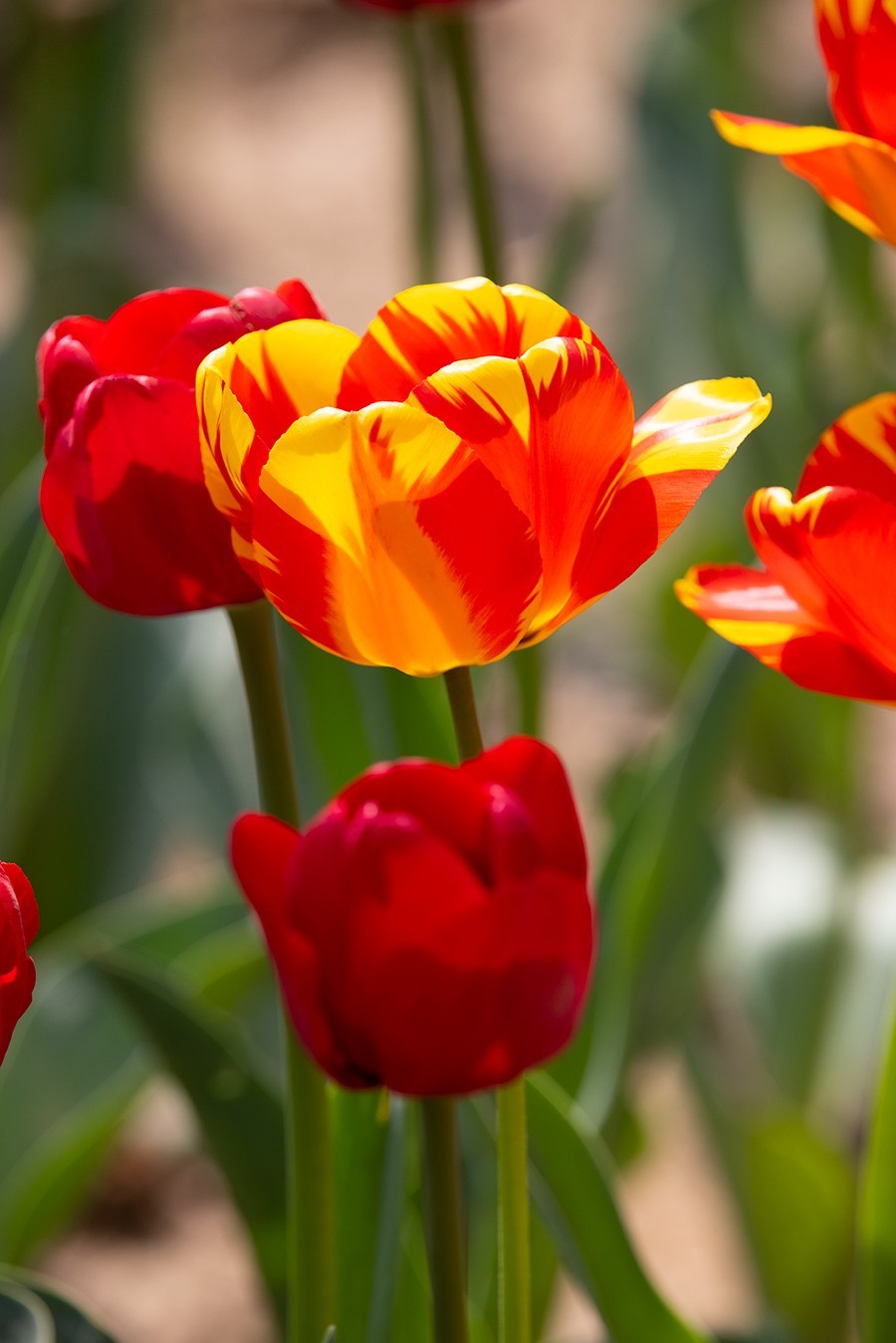 西安植物园郁金香