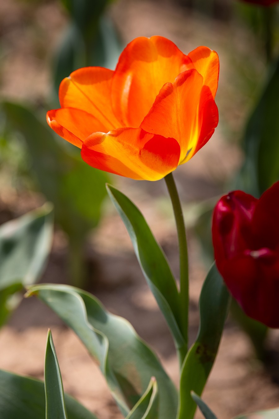 西安植物园郁金香