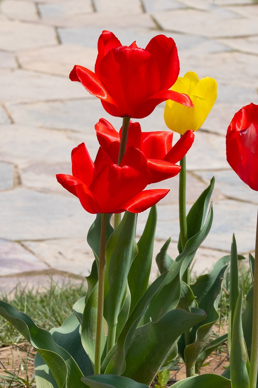 西安植物园郁金香