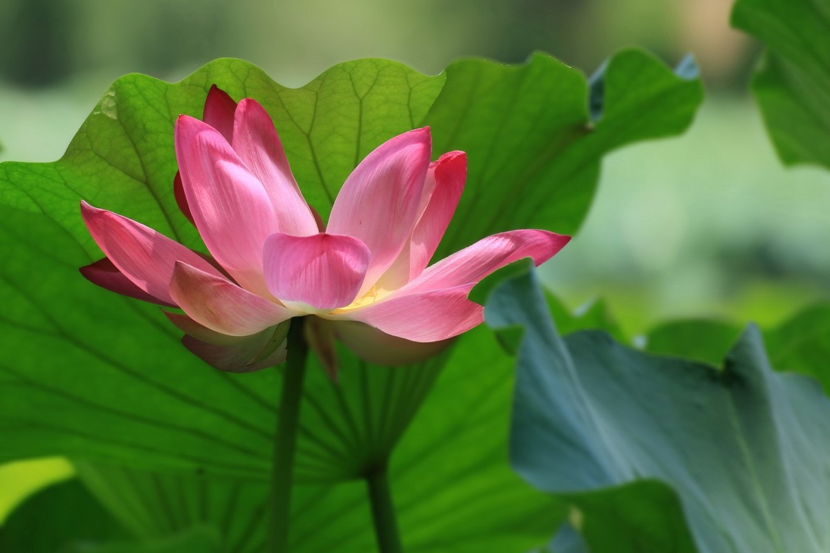 2022-200 一组荷花-中关村在线摄影论坛