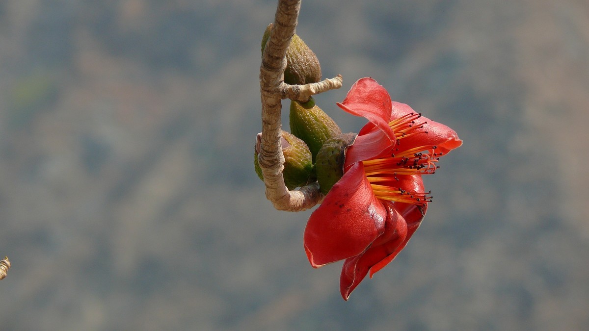 攀枝花（又木棉花）