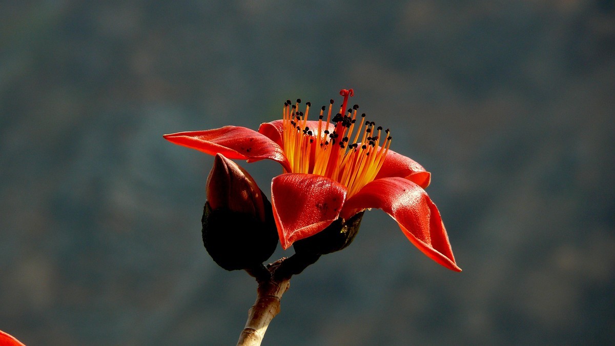 攀枝花（又木棉花）
