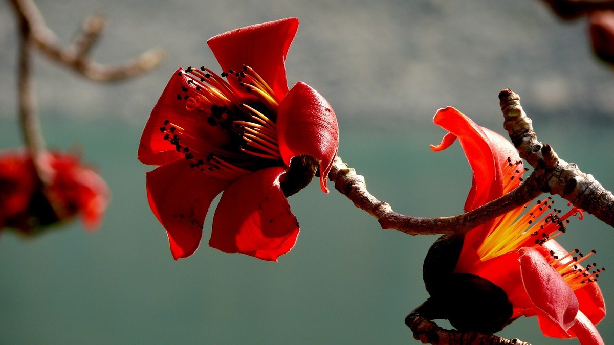 攀枝花（又木棉花）