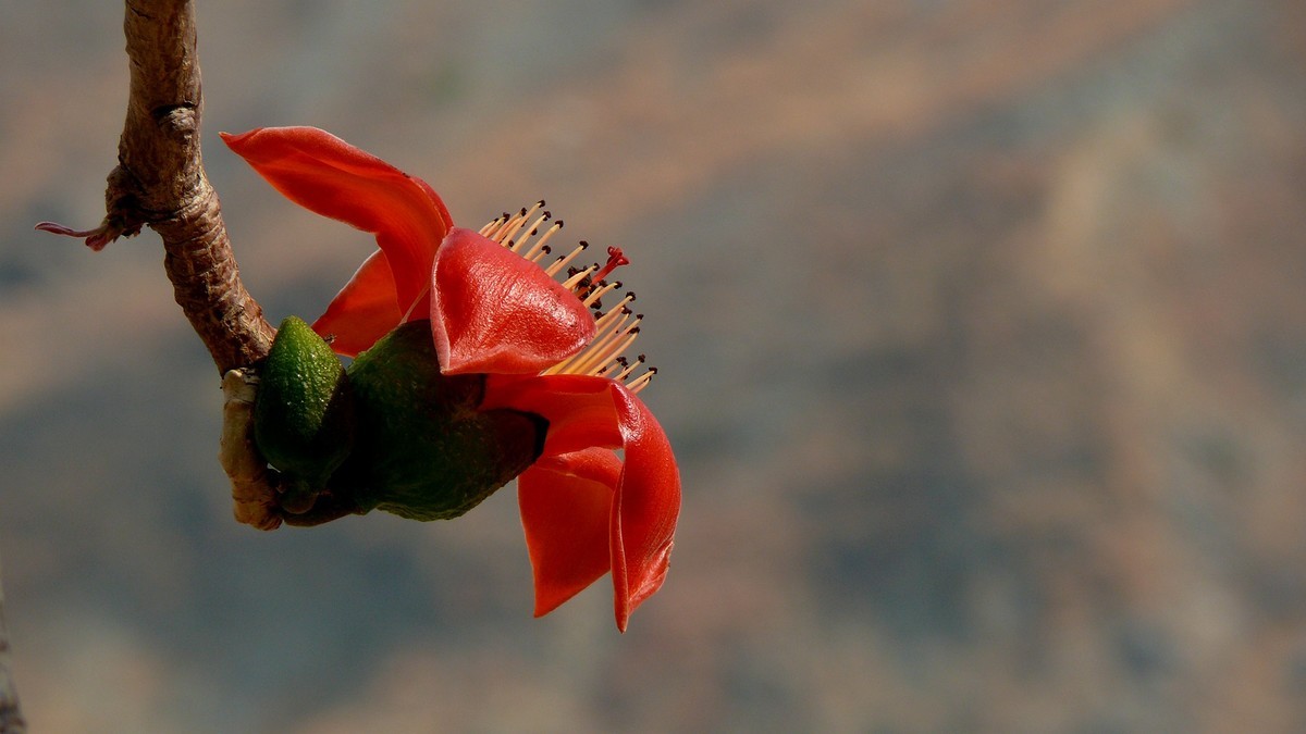 攀枝花（又木棉花）
