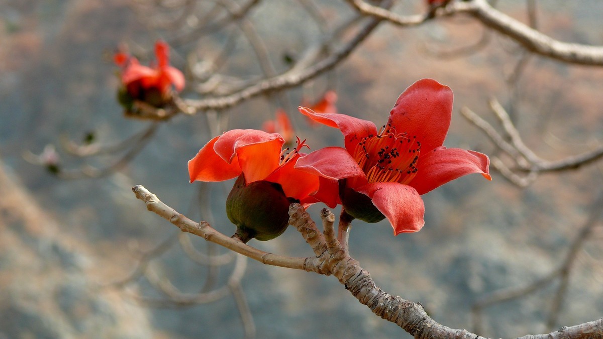 攀枝花（又木棉花）
