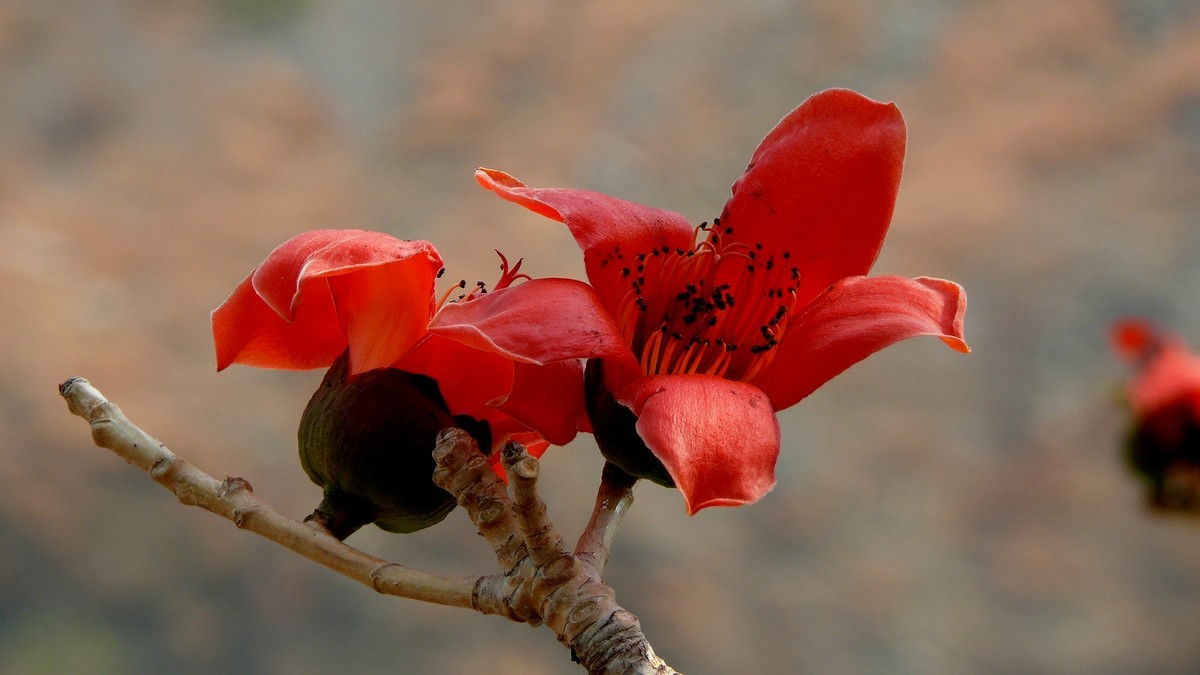 攀枝花（又木棉花）