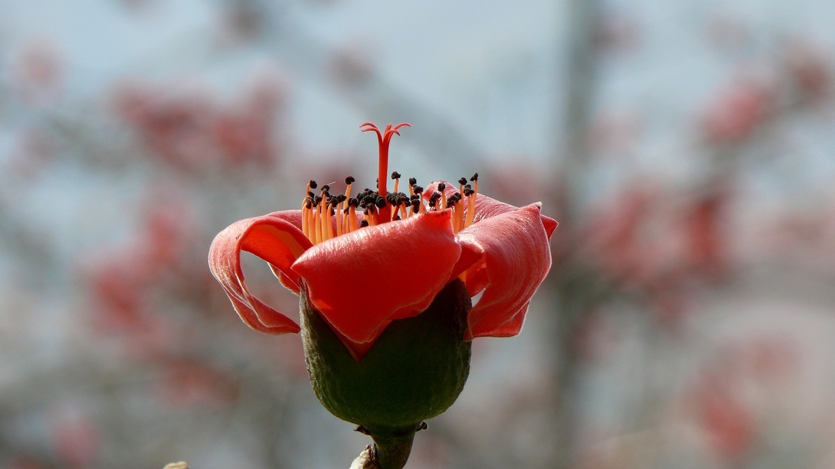 攀枝花（又木棉花）
