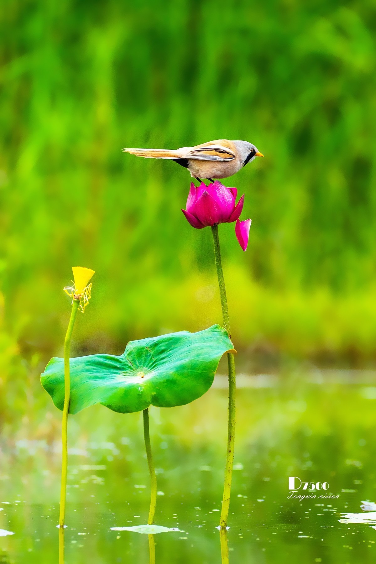 雀与荷花（72）