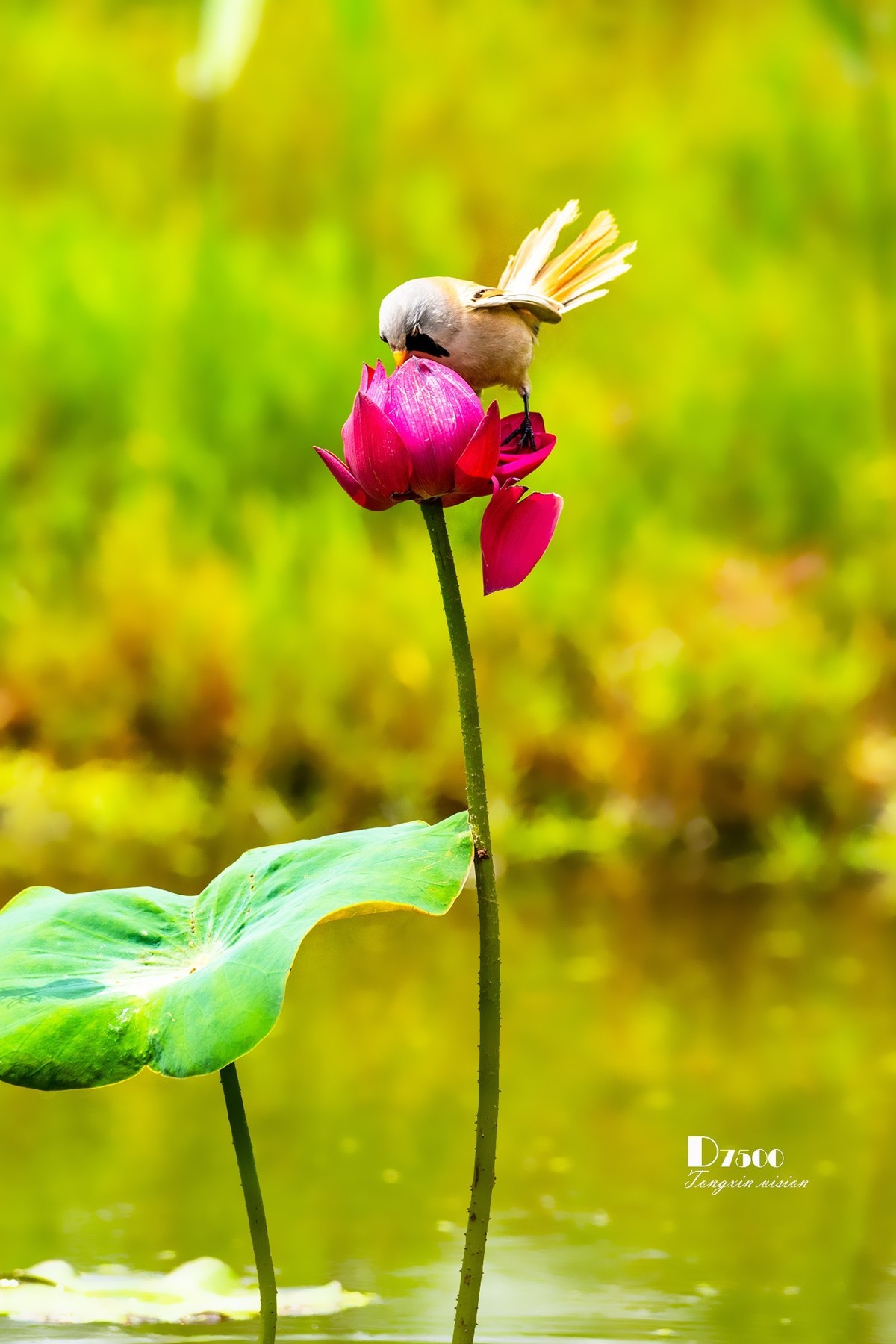 雀与荷花（72）