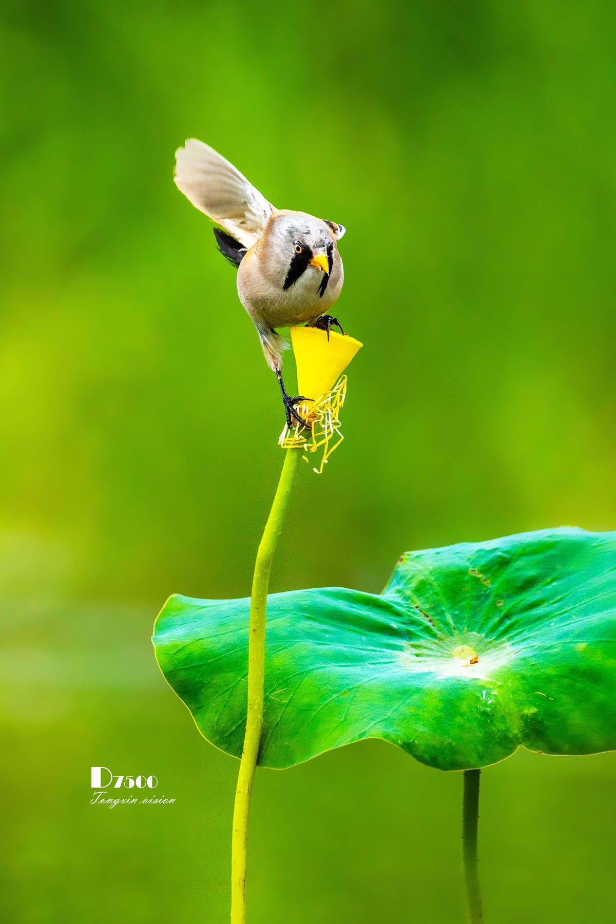 雀与荷花（72）