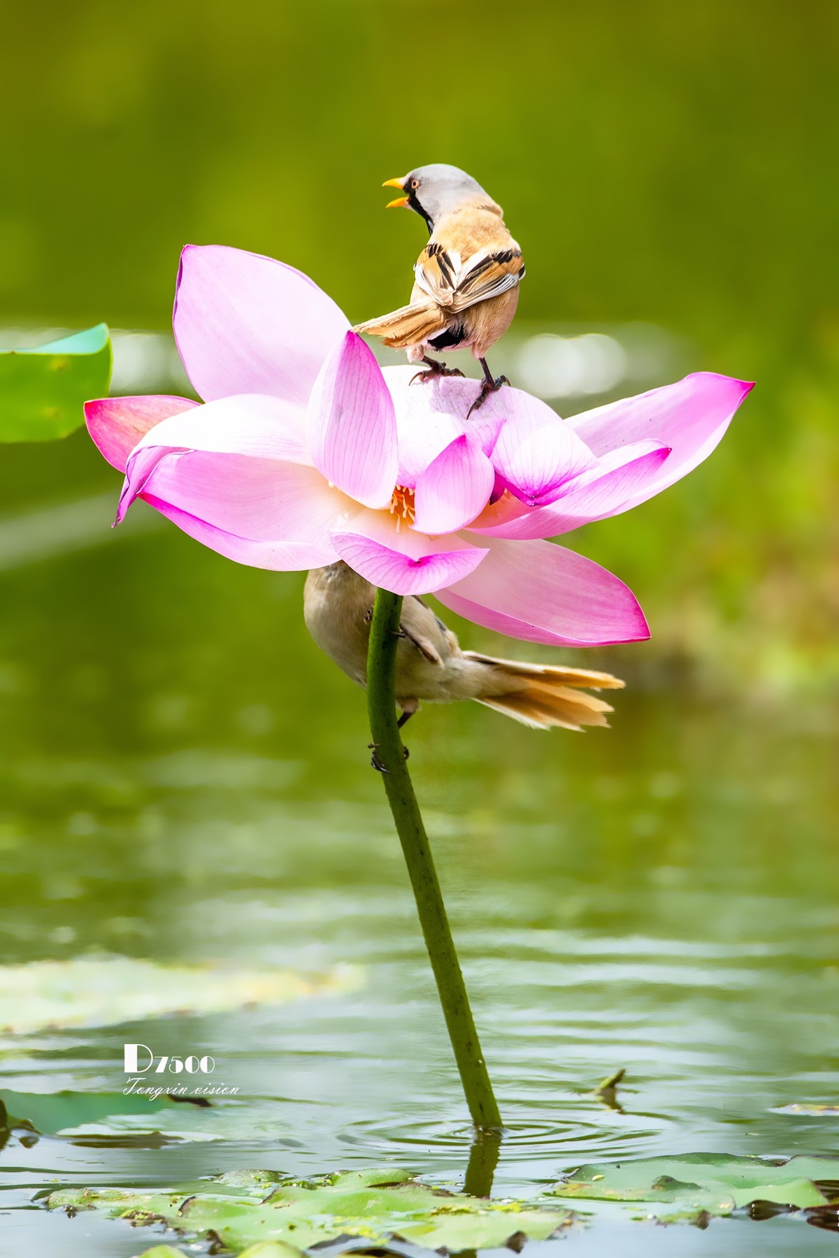 雀与荷花（72）