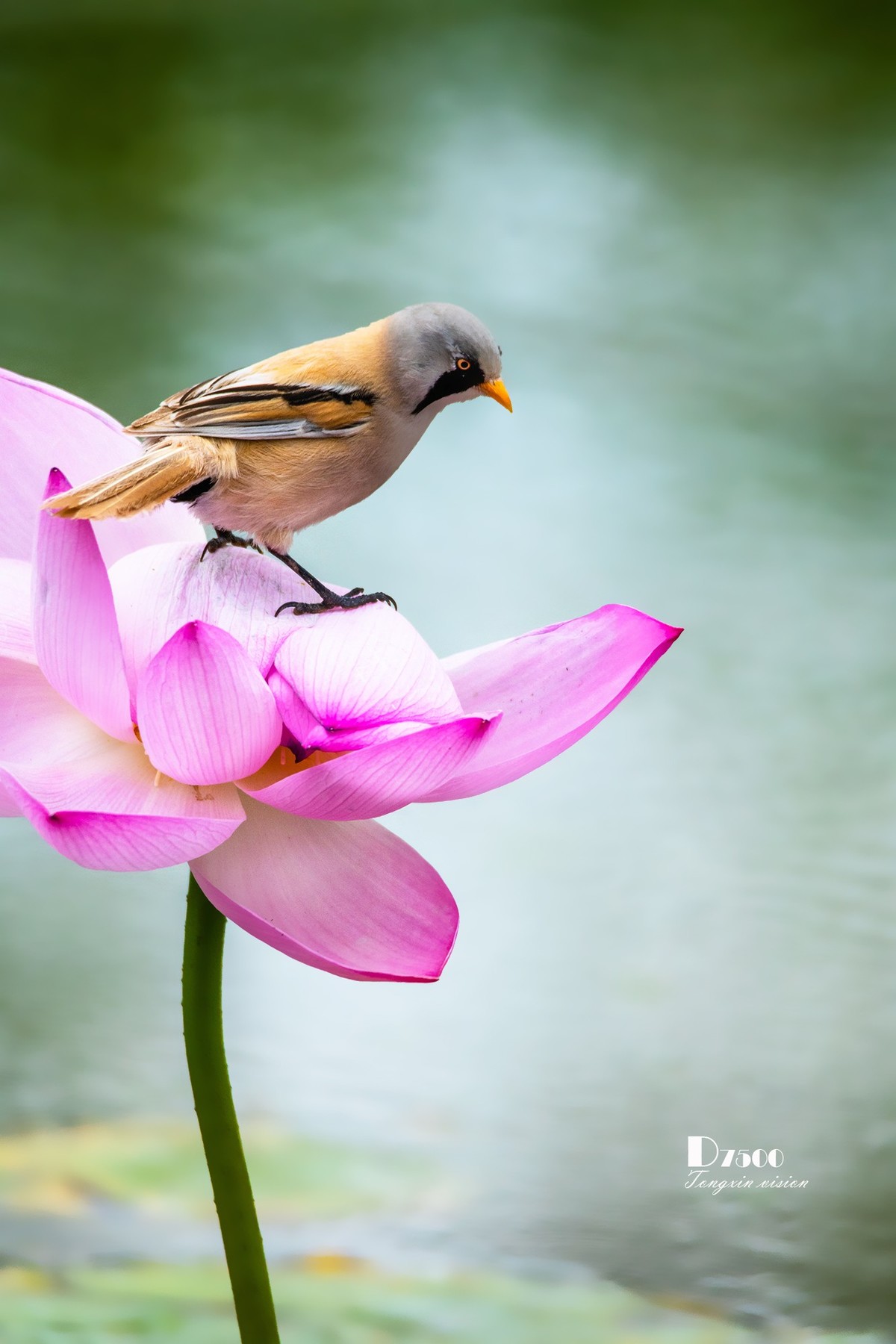 雀与荷花（72）