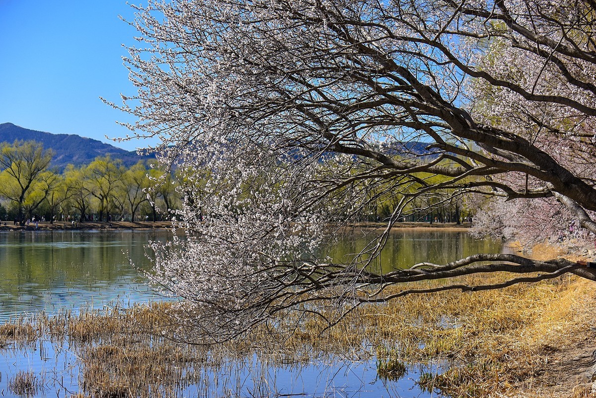 花开春光寻美景颐和园西堤桃花0324