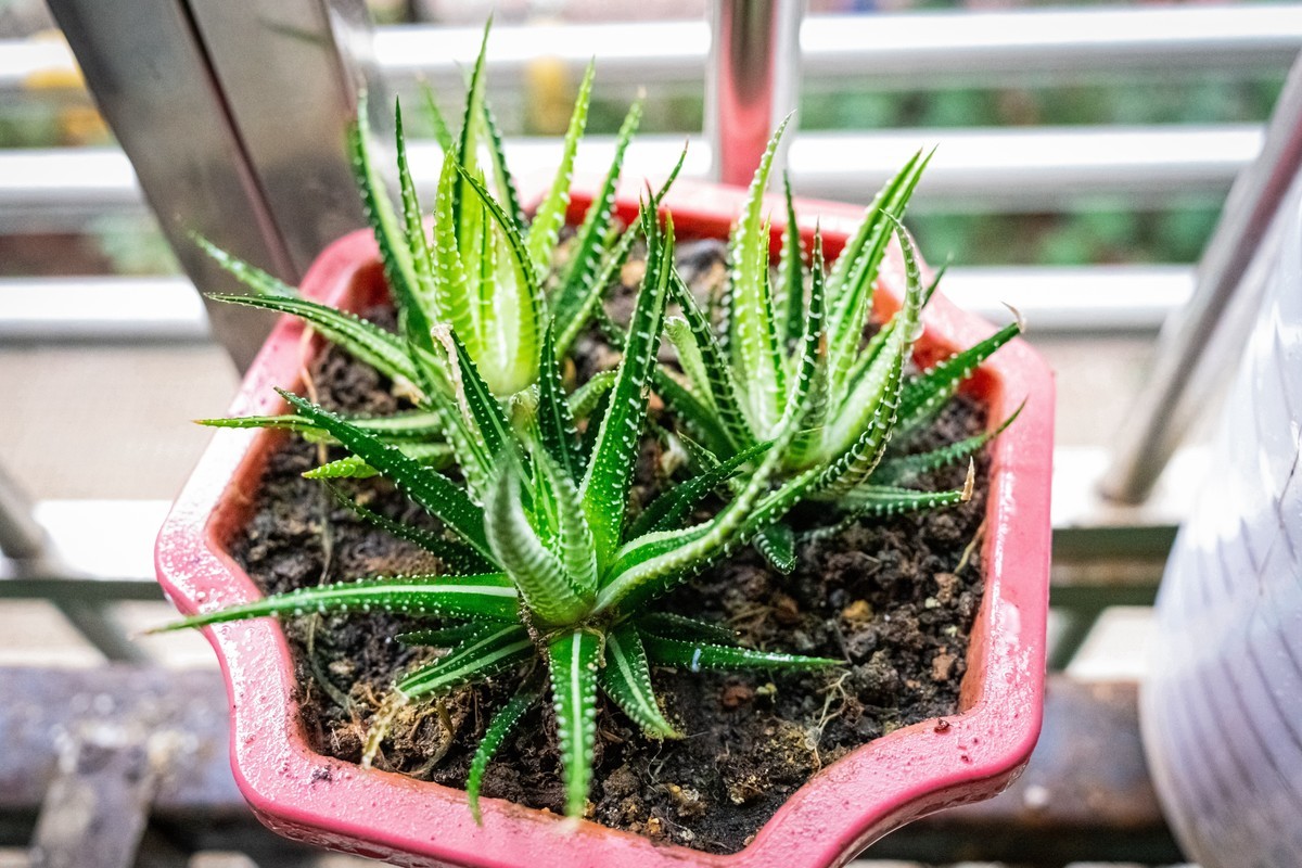 z72及Z26/2.8饼干头到手第一天感受