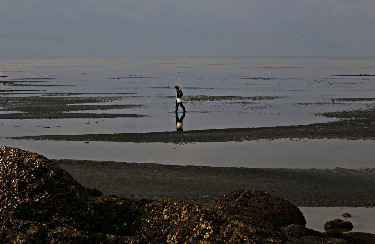 清晨滩涂寻宝贝（6幅）