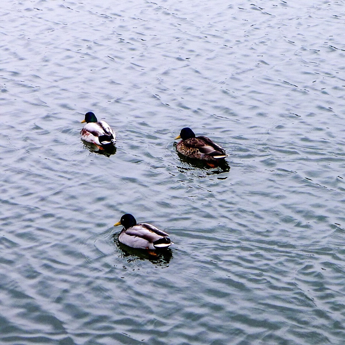 “枫丹白露”（Fontainebleau）（巴黎）