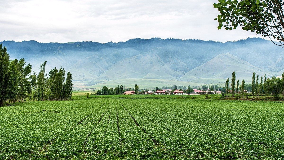 那拉提河谷草原【2】